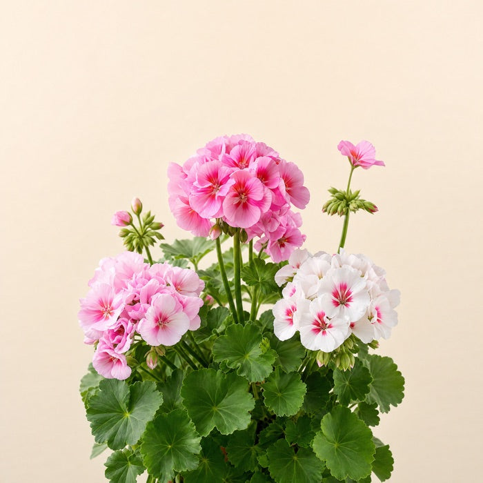Geranium flowers